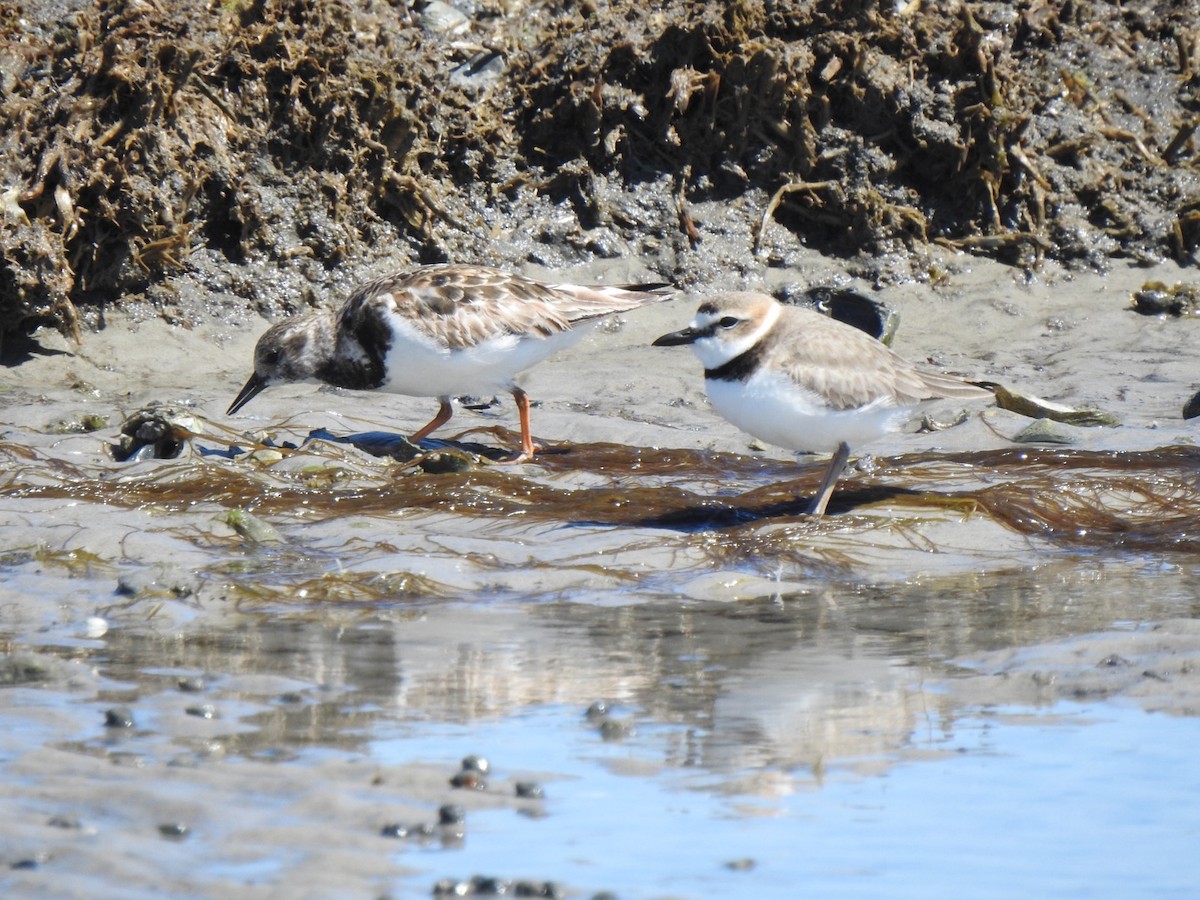 Wilson's Plover - ML617065929