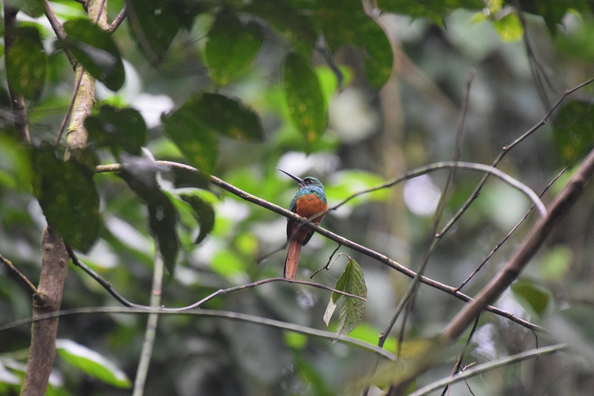 Jacamar à queue rousse - ML617065933