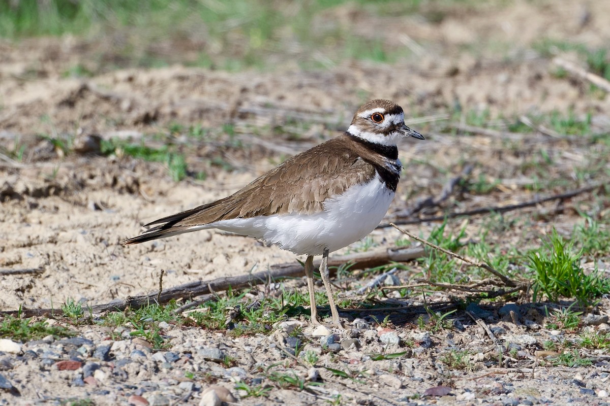 Killdeer - Bill Schneider