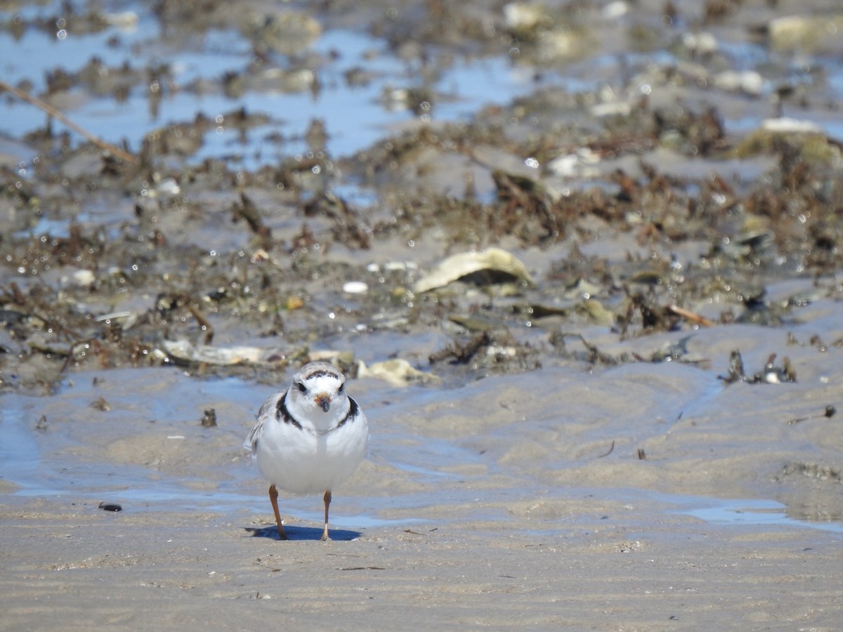 Piping Plover - Stan Plante