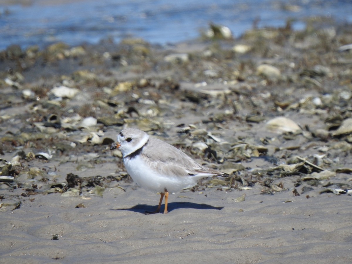 Piping Plover - Stan Plante
