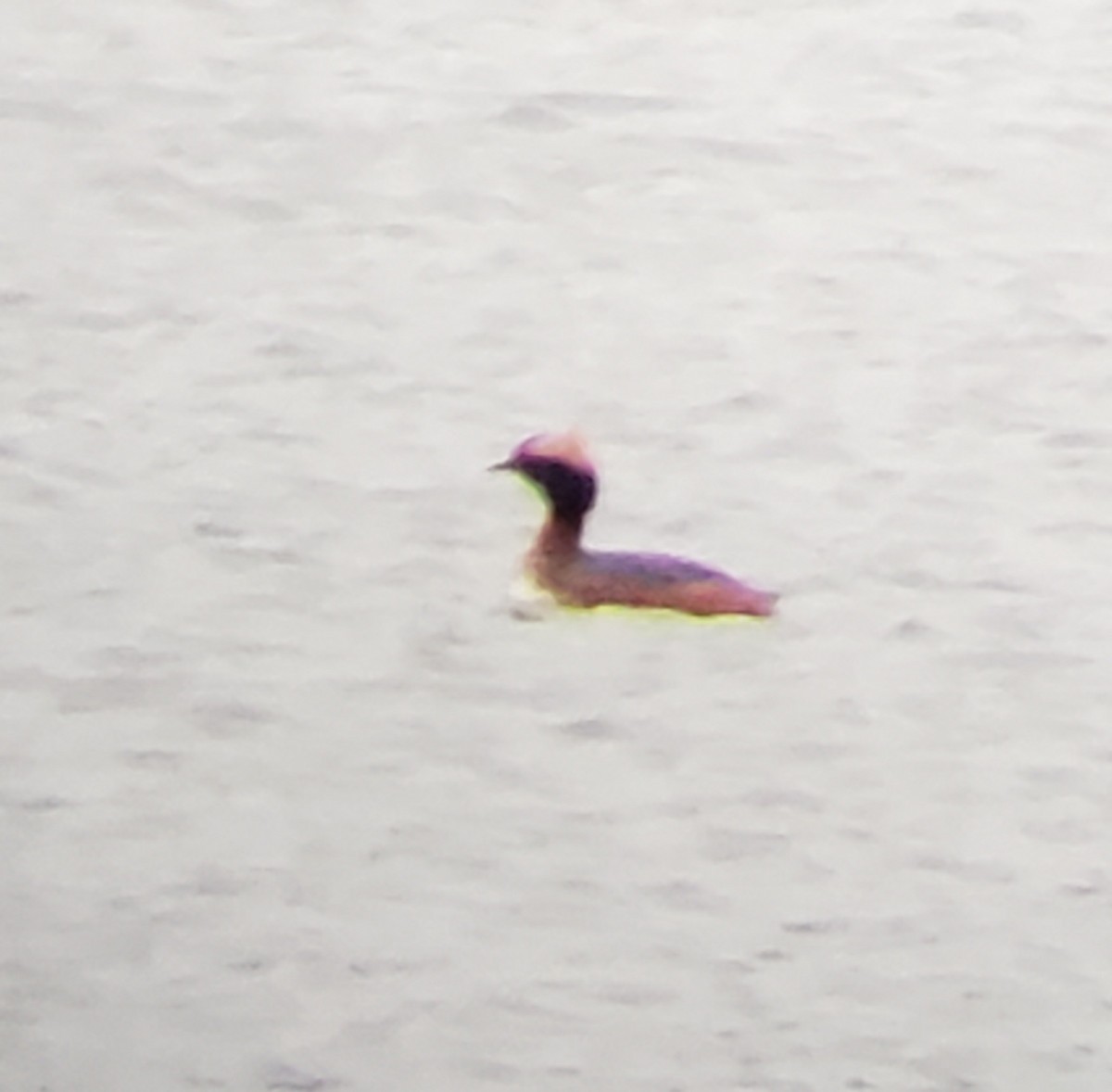 Horned Grebe - ML617066008