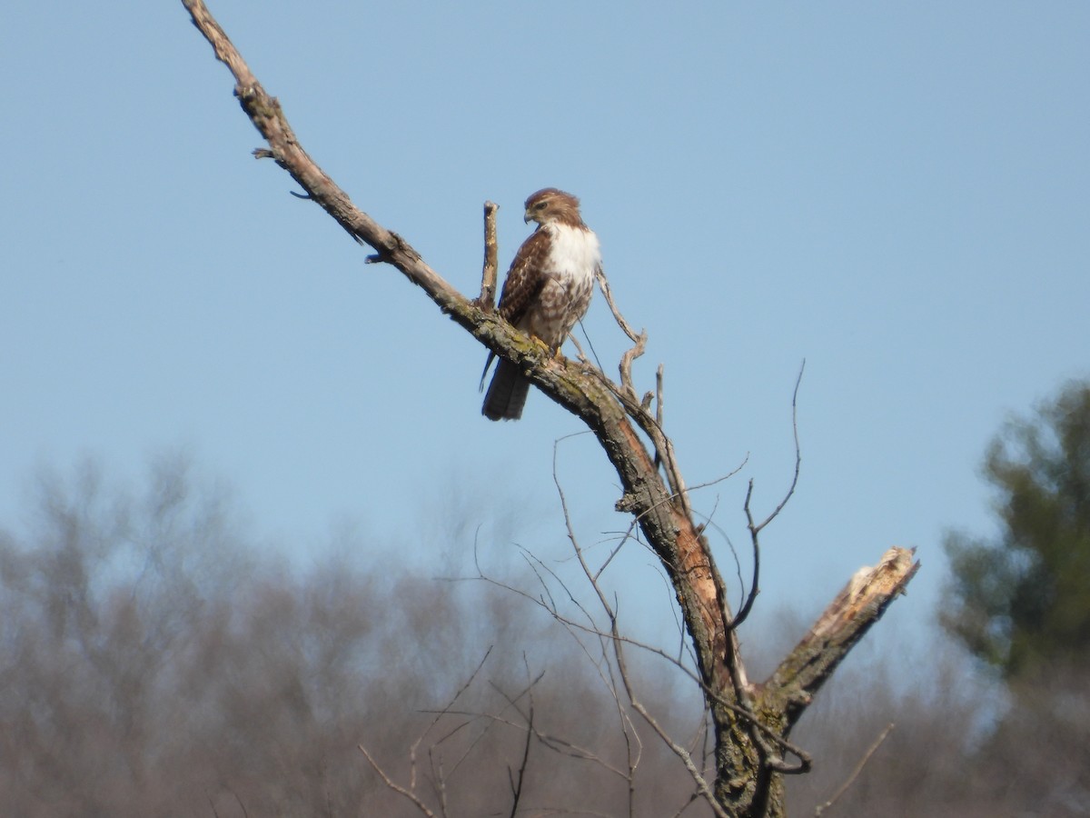 Red-tailed Hawk - Marilyn Hubley