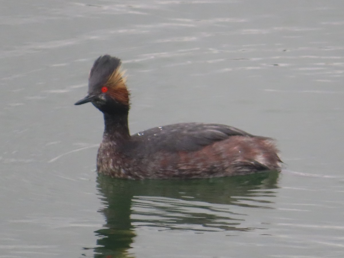 Eared Grebe - ML617066019