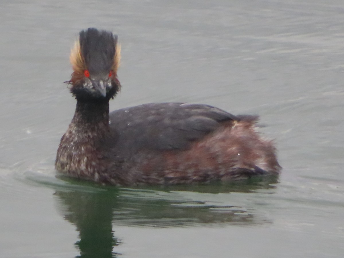 Eared Grebe - ML617066025