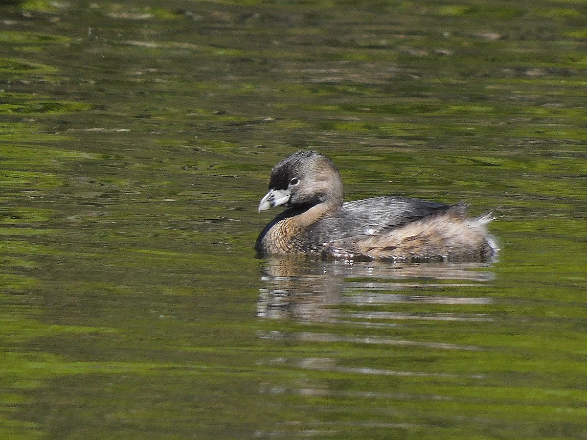 Pied-billed Grebe - ML617066033