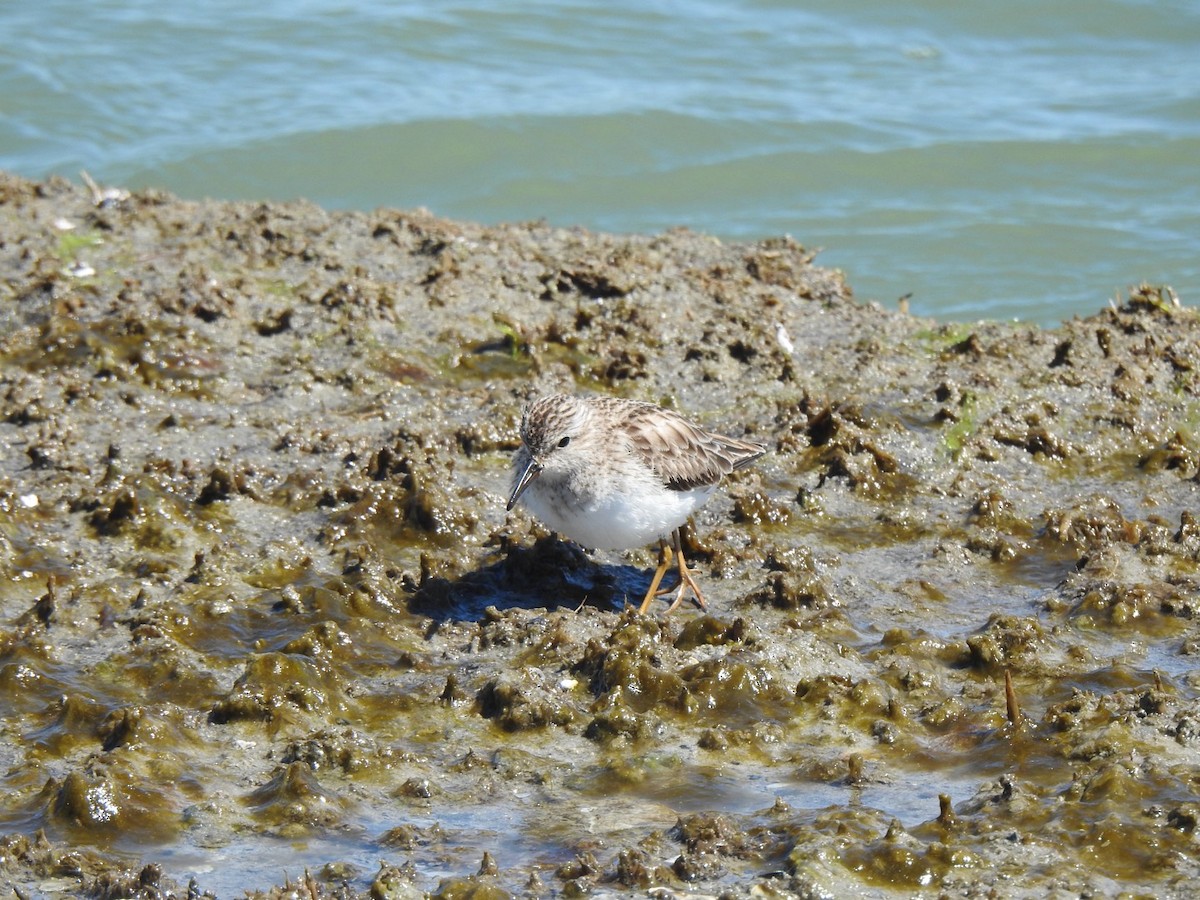 Least Sandpiper - ML617066055