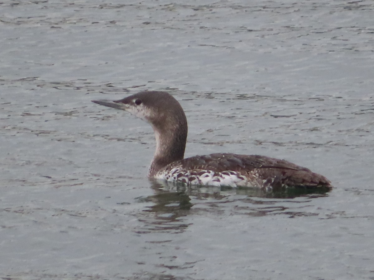 Red-throated Loon - ML617066058