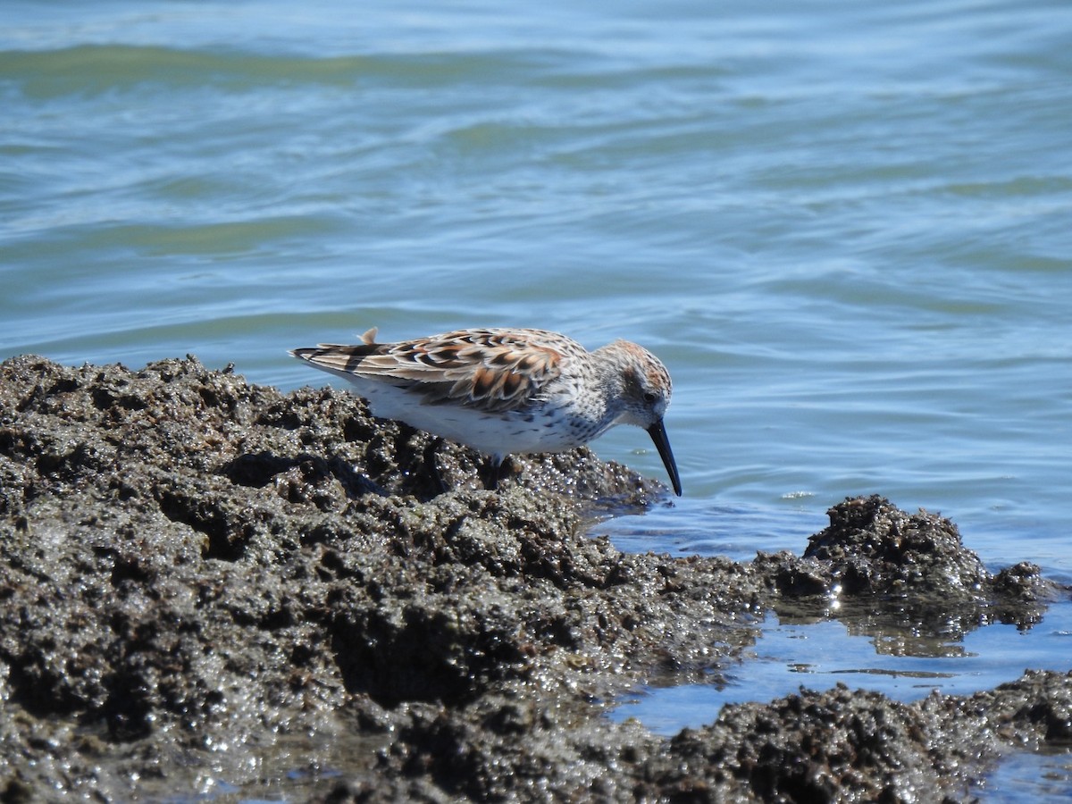 Western Sandpiper - Stan Plante