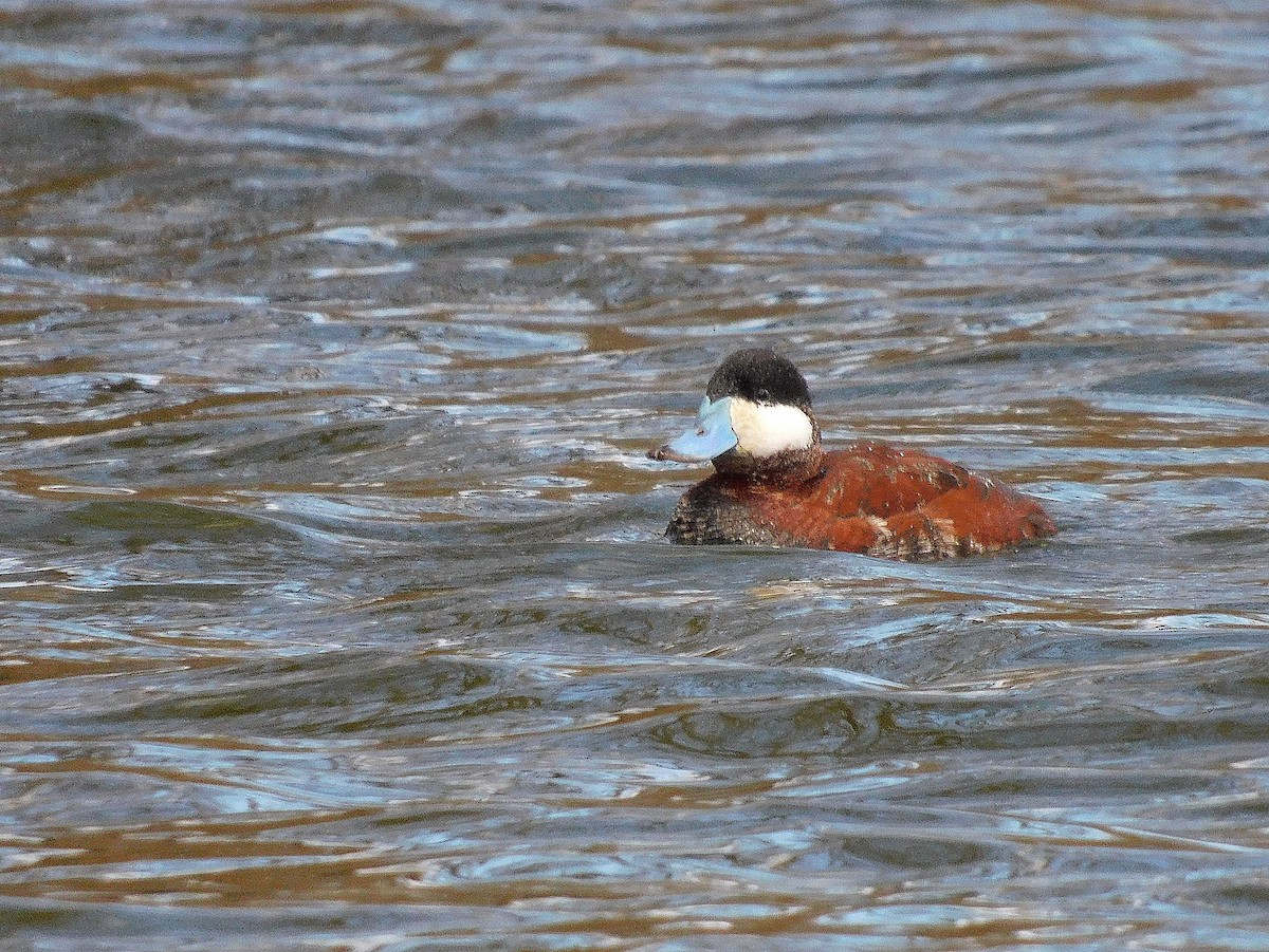 Érismature rousse - ML617066073