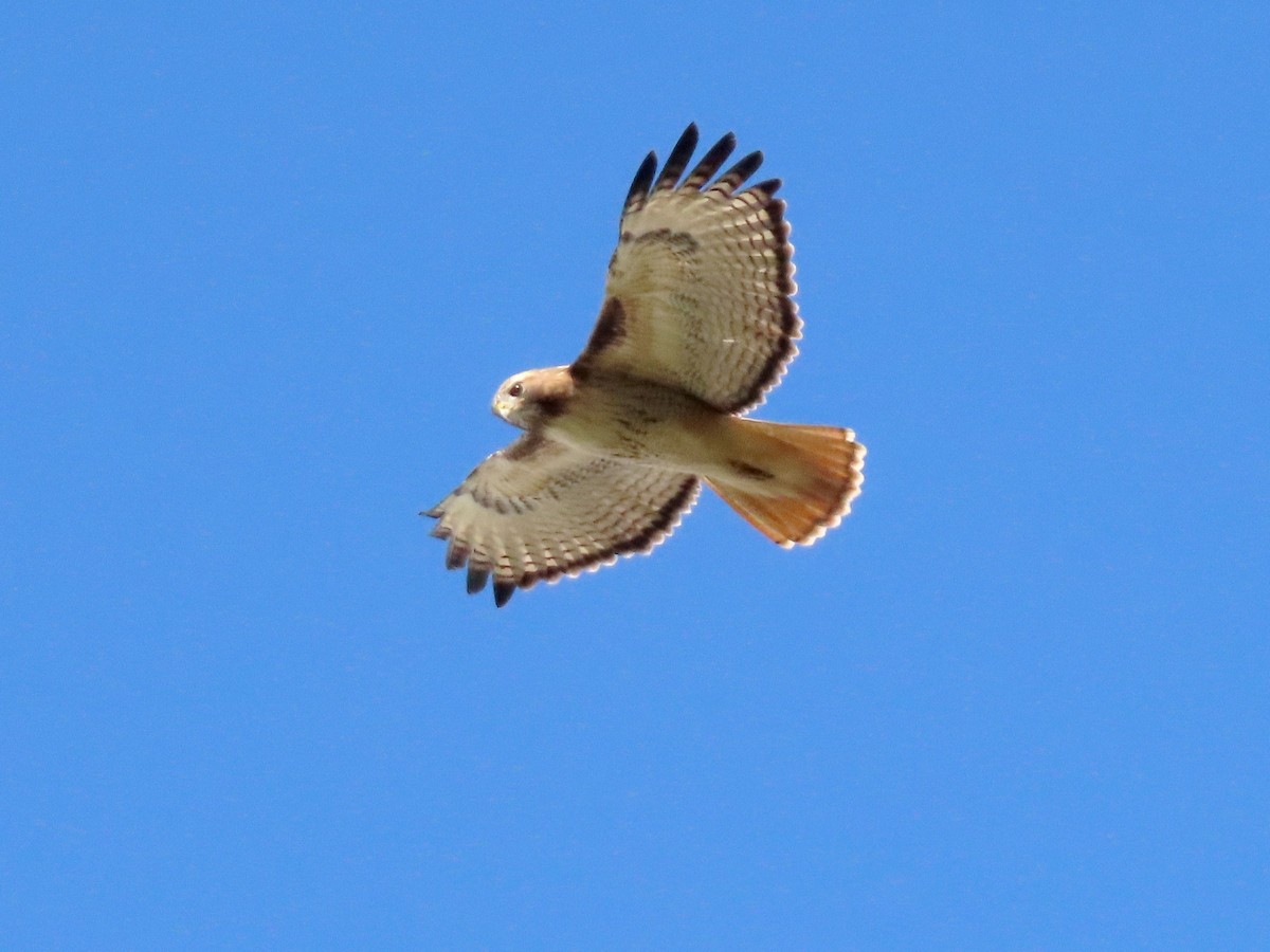 Red-tailed Hawk - ML617066125
