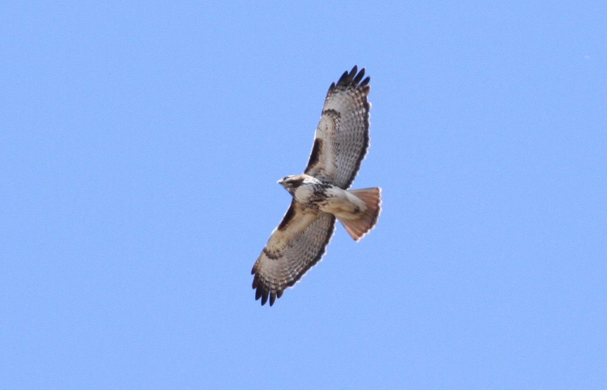 Rotschwanzbussard (abieticola) - ML617066145