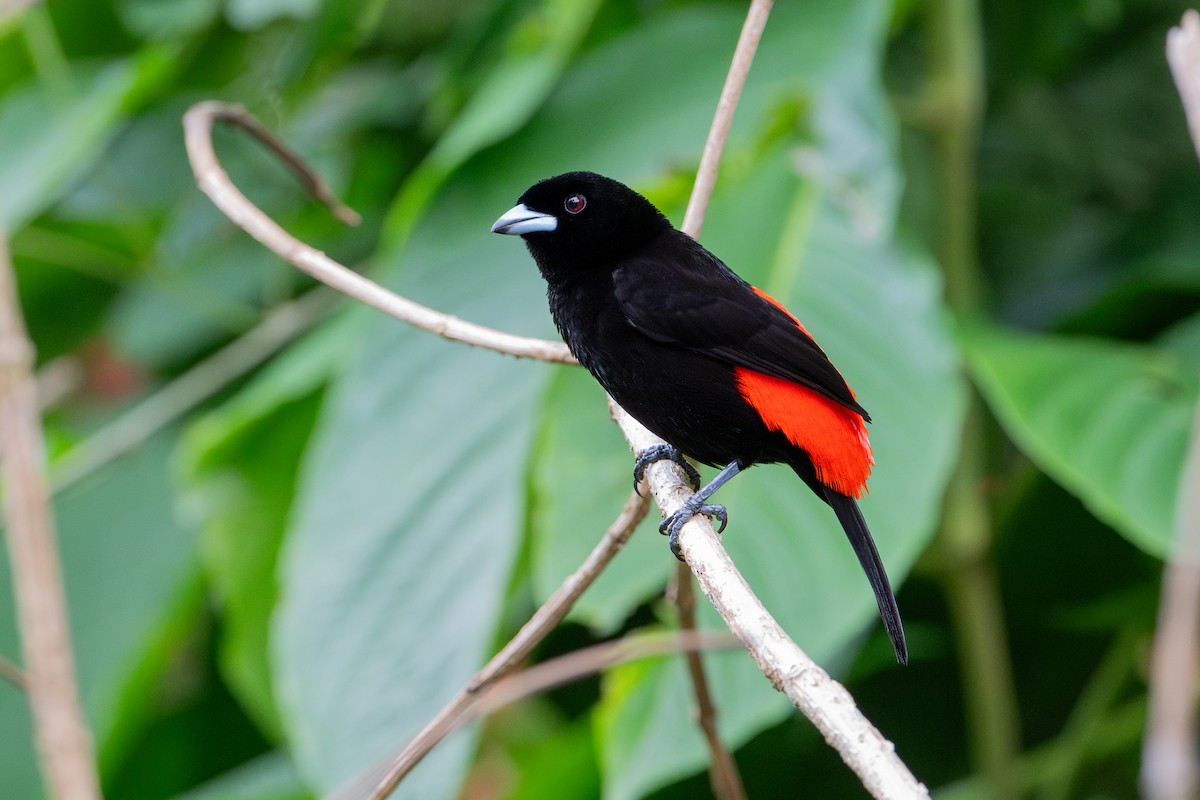 Scarlet-rumped Tanager - ML617066152