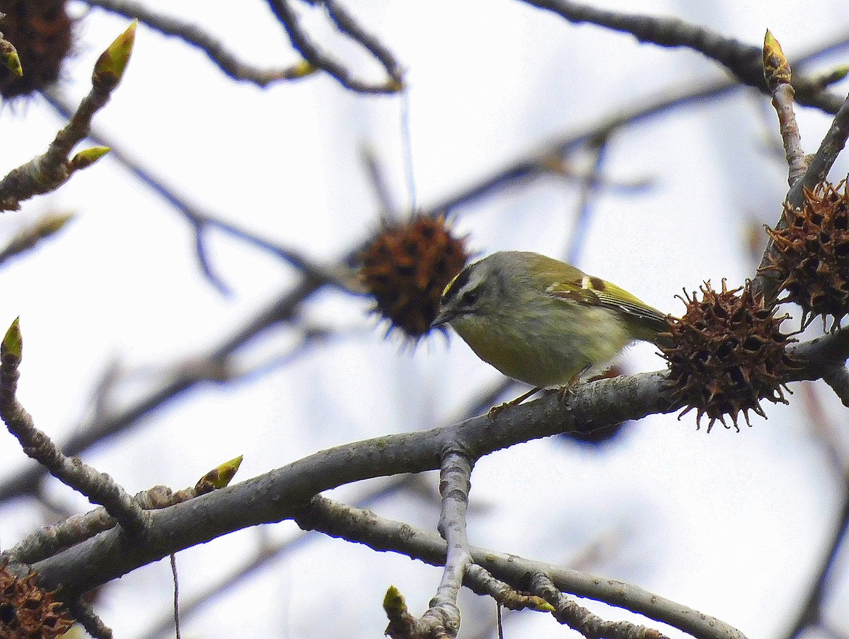 Golden-crowned Kinglet - ML617066159