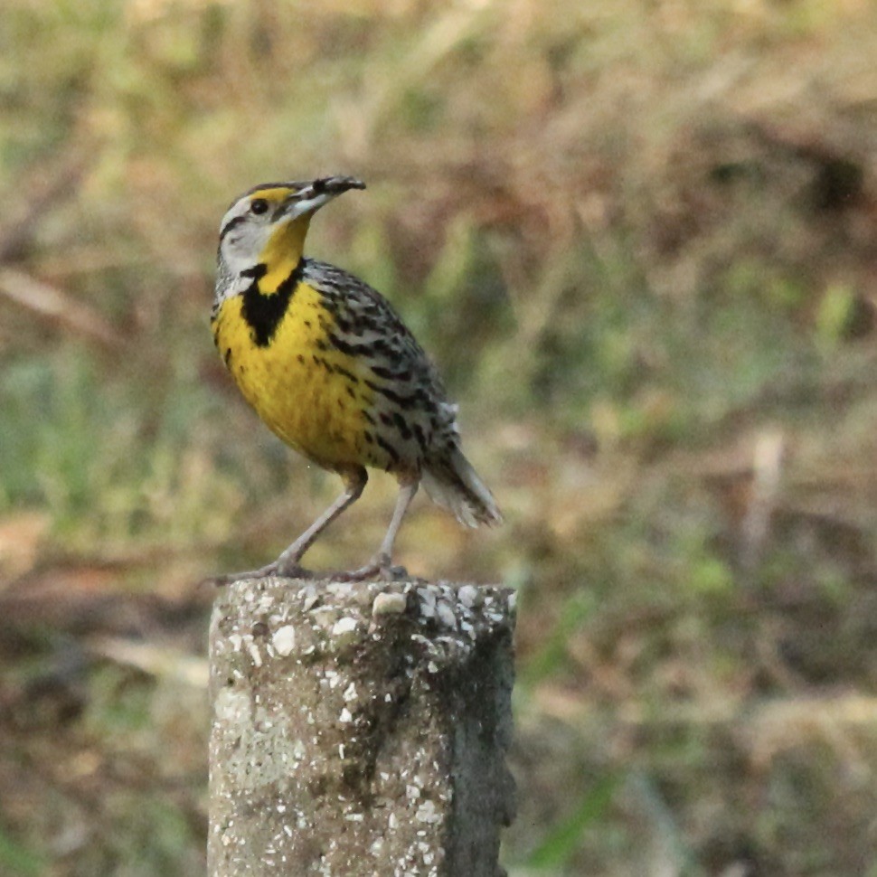 ヒガシマキバドリ（hippocrepis） - ML617066195
