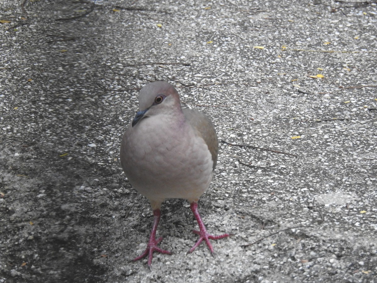 White-tipped Dove - ML617066263