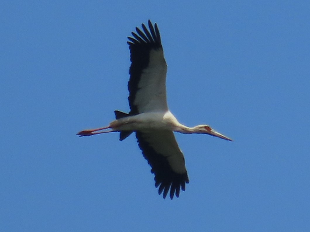 Maguari Stork - ML617066279