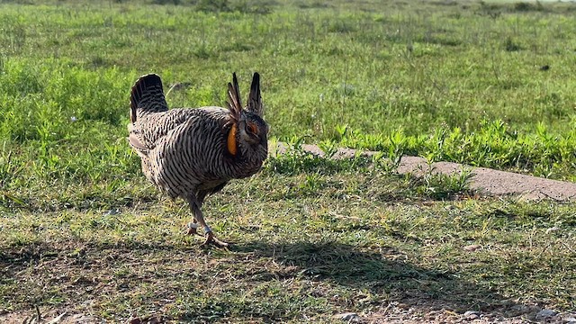 Greater Prairie-Chicken (Attwater's) - ML617066422