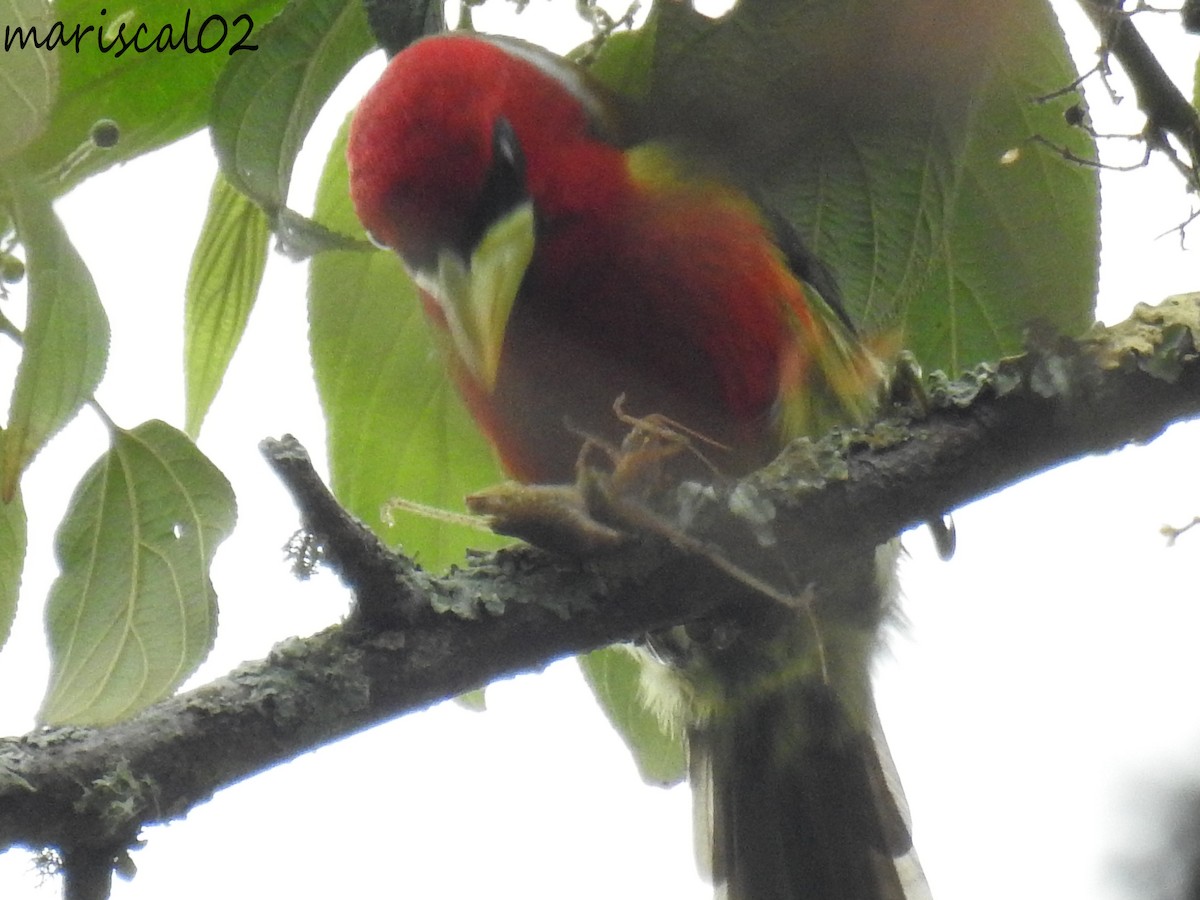 Red-headed Barbet - Mario Gómez