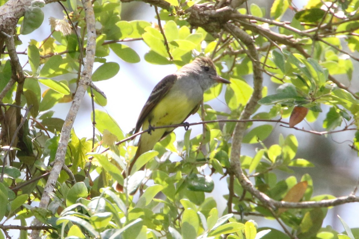 Great Crested Flycatcher - ML617066467