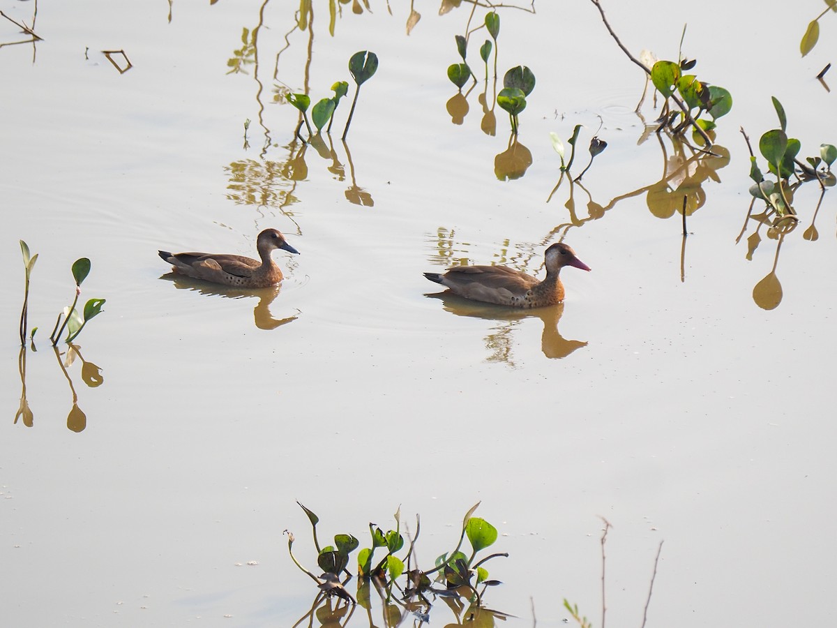 Brazilian Teal - Anonymous