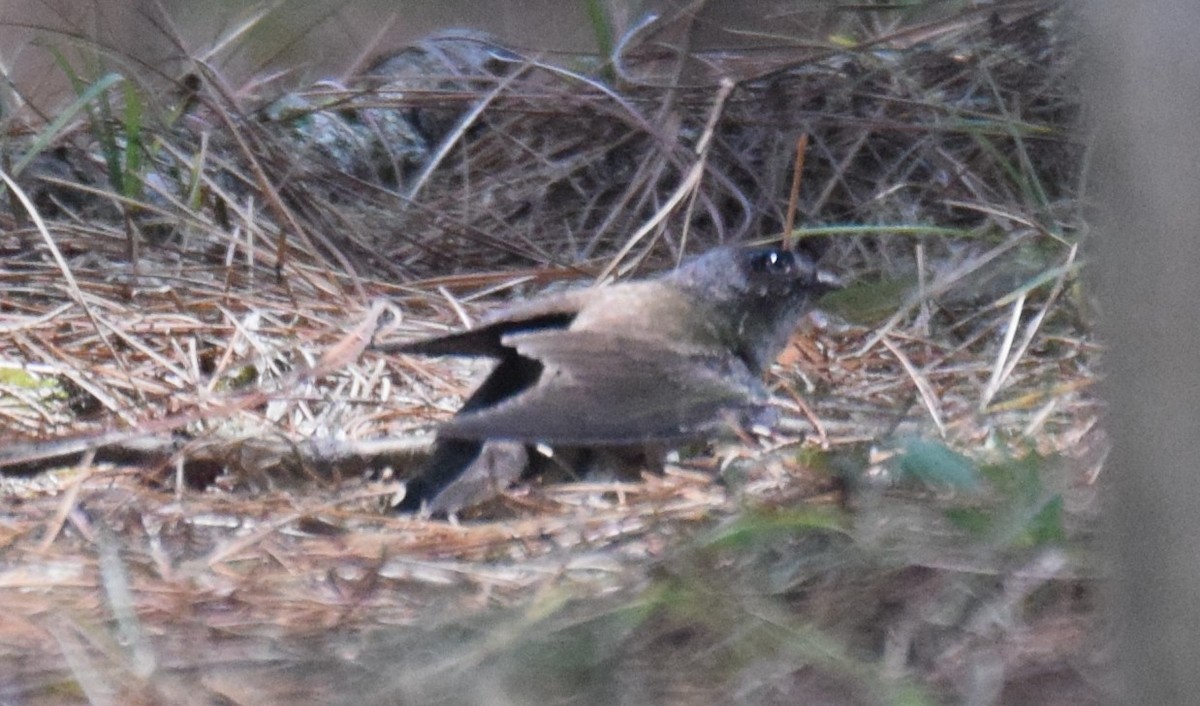 Golondrina Cabecinegra - ML617066503