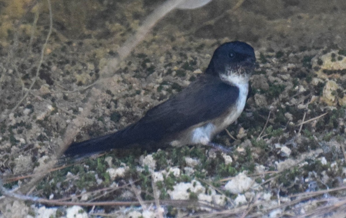 Golondrina Cabecinegra - ML617066504