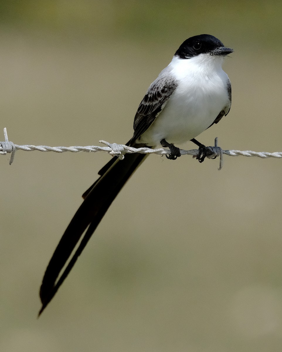 Fork-tailed Flycatcher - ML617066535