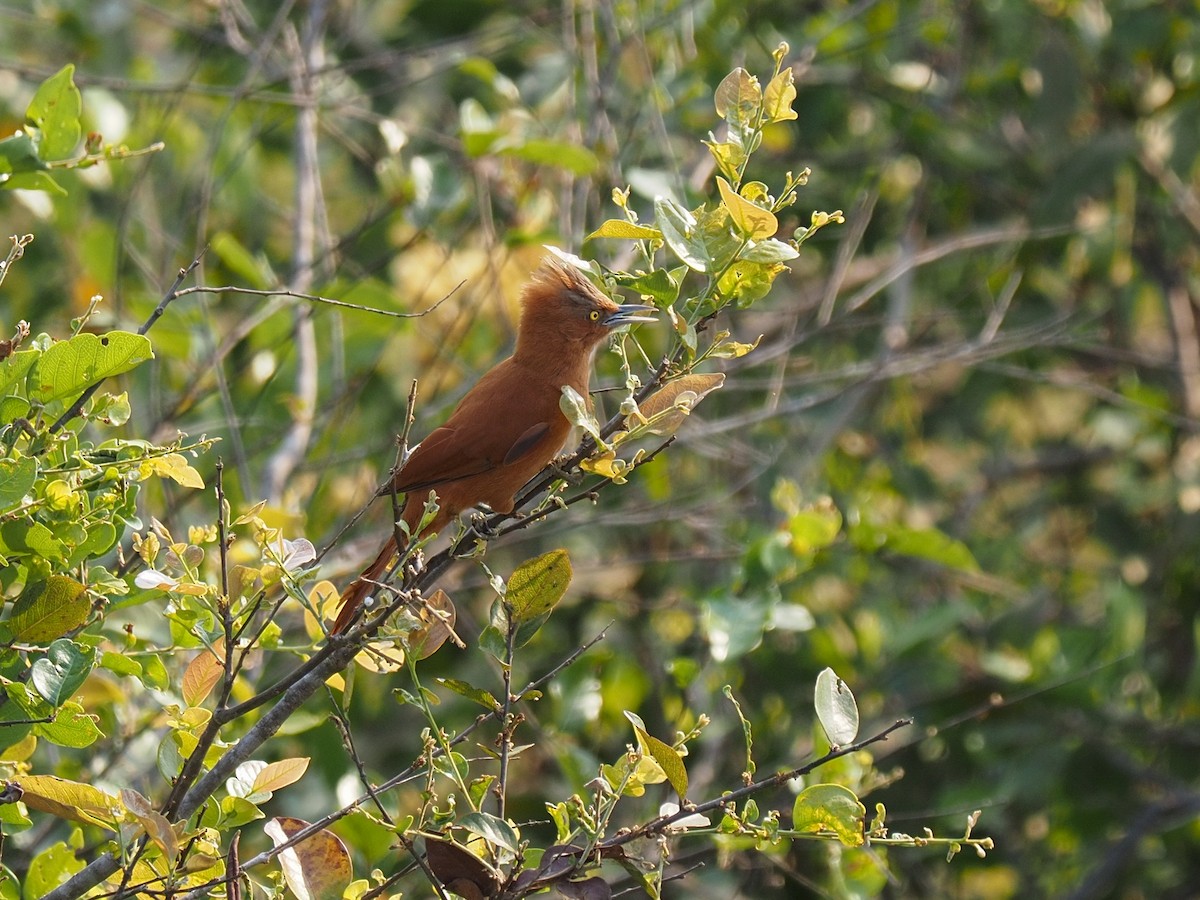 Rufous Cacholote - ML617066536