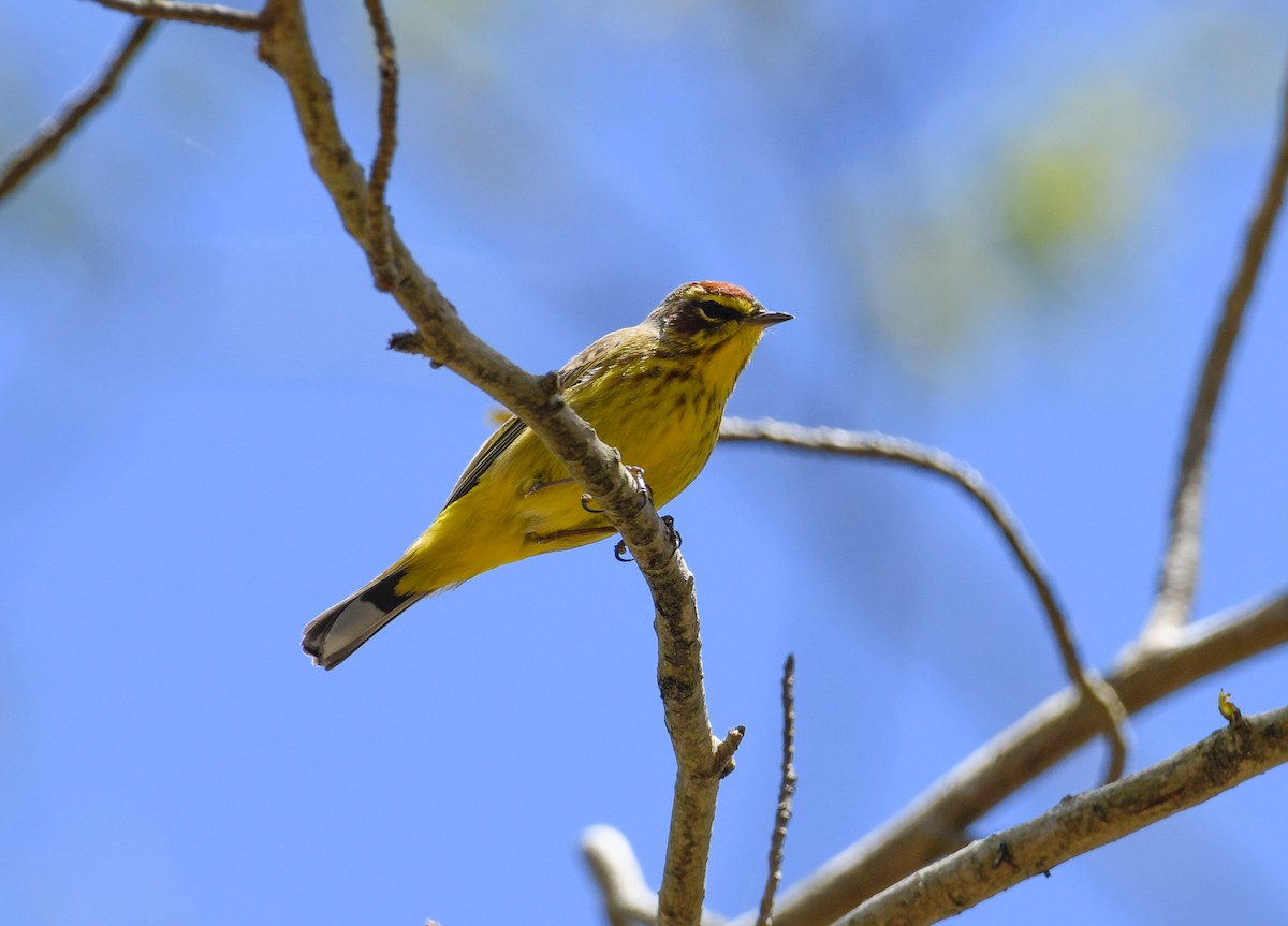 Palm Warbler (Yellow) - ML617066537