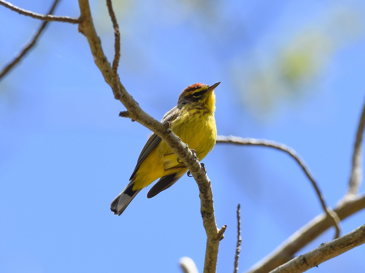 Palm Warbler (Yellow) - ML617066538