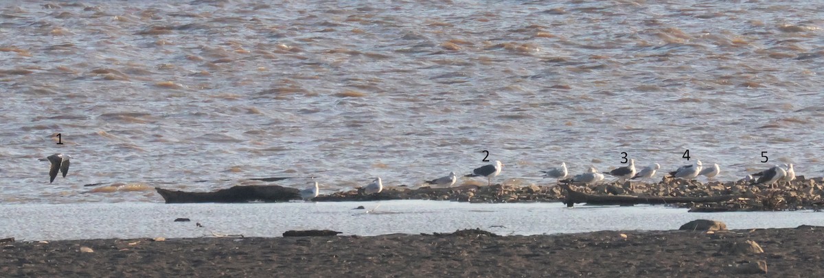 Gaviota Sombría - ML617066543