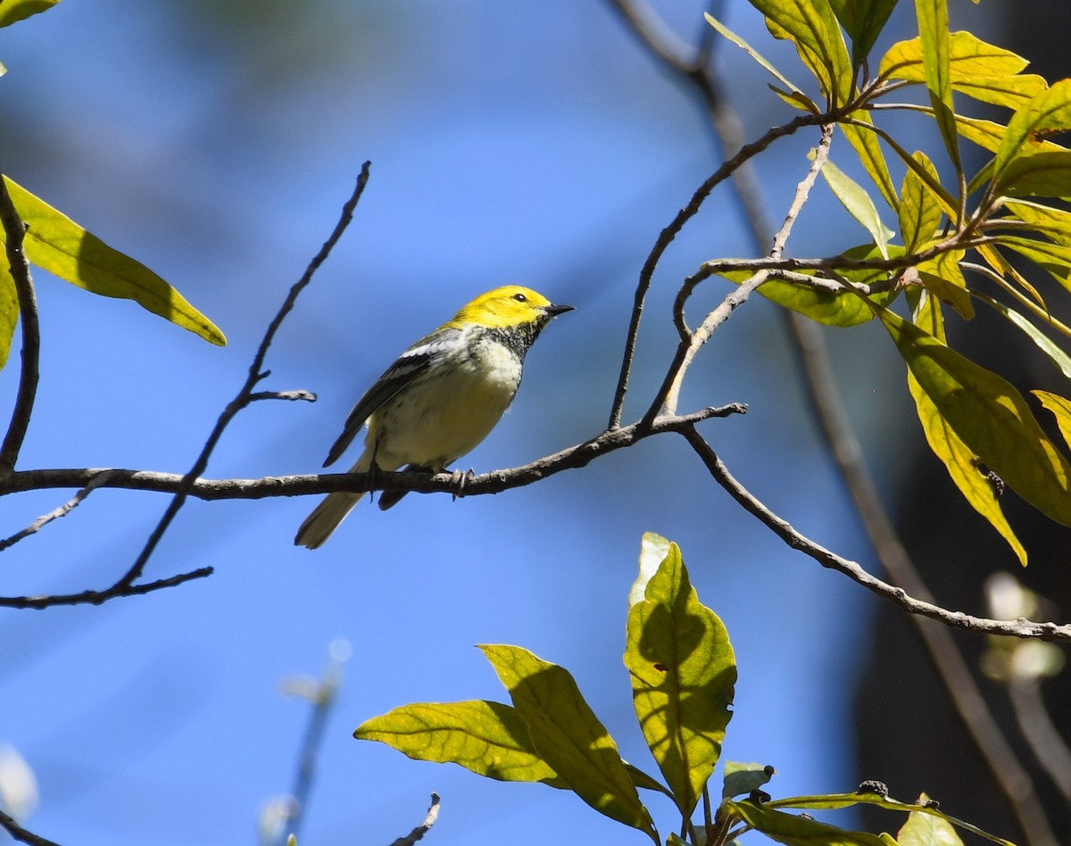 Black-throated Green Warbler - ML617066551