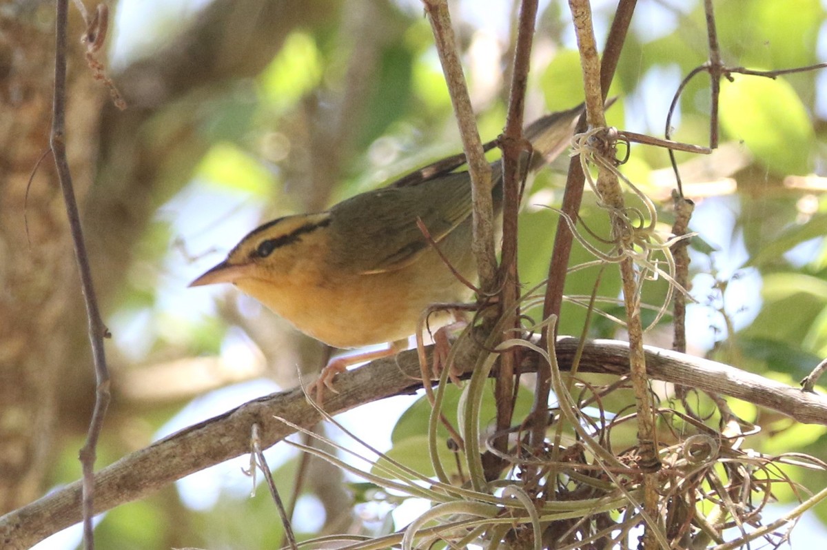 Worm-eating Warbler - ML617066557