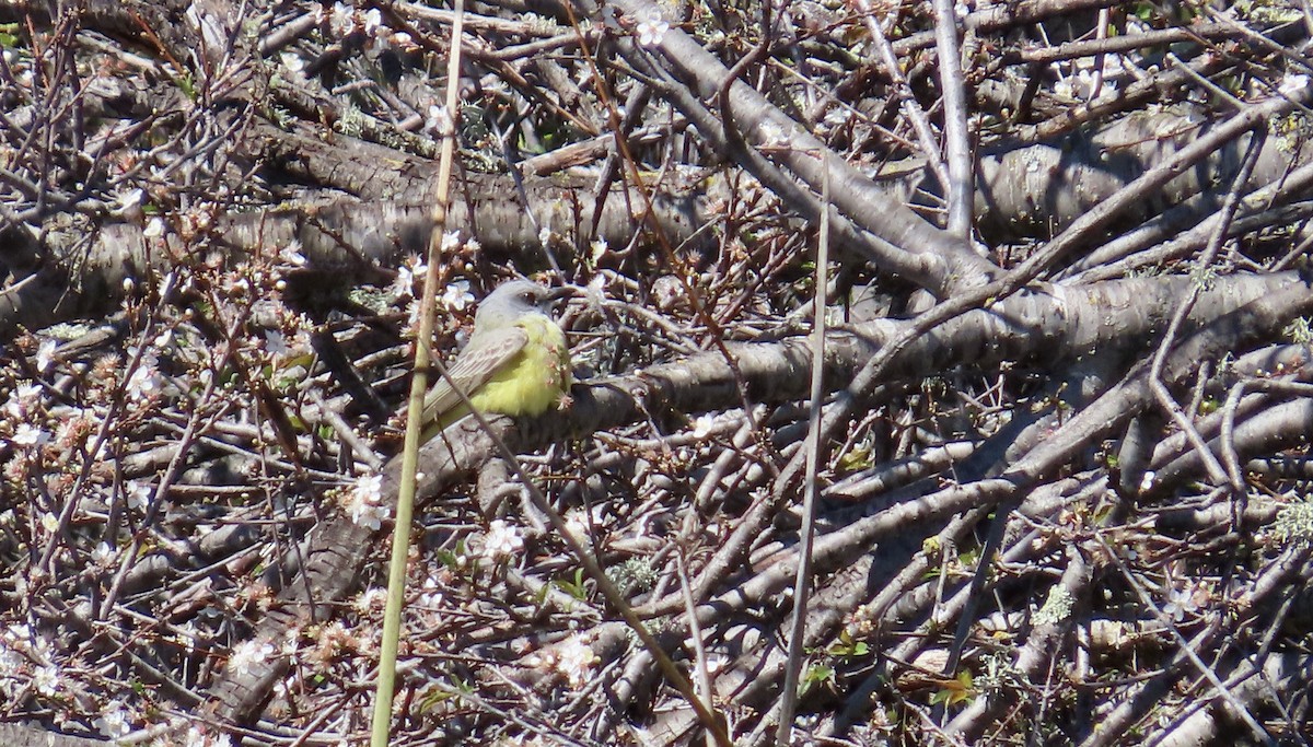 Tropical Kingbird - ML617066560