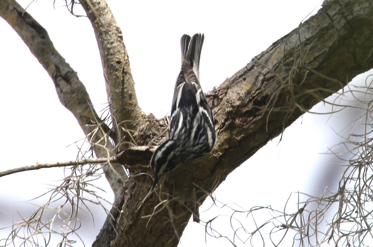 Black-and-white Warbler - ML617066566