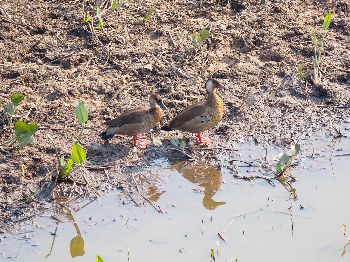 Brazilian Teal - Anonymous