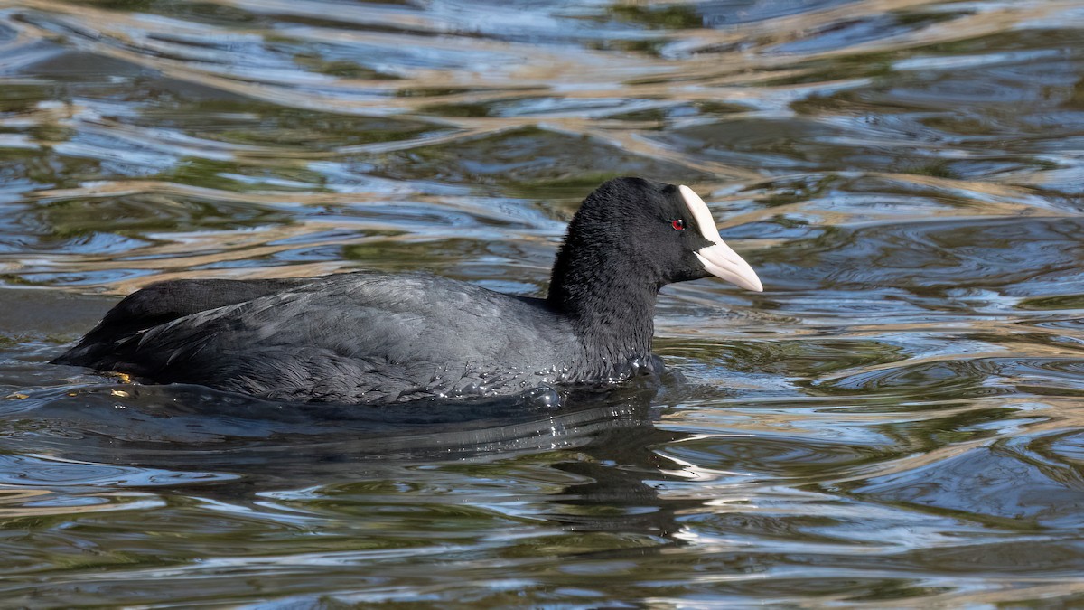 Eurasian Coot - ML617066642