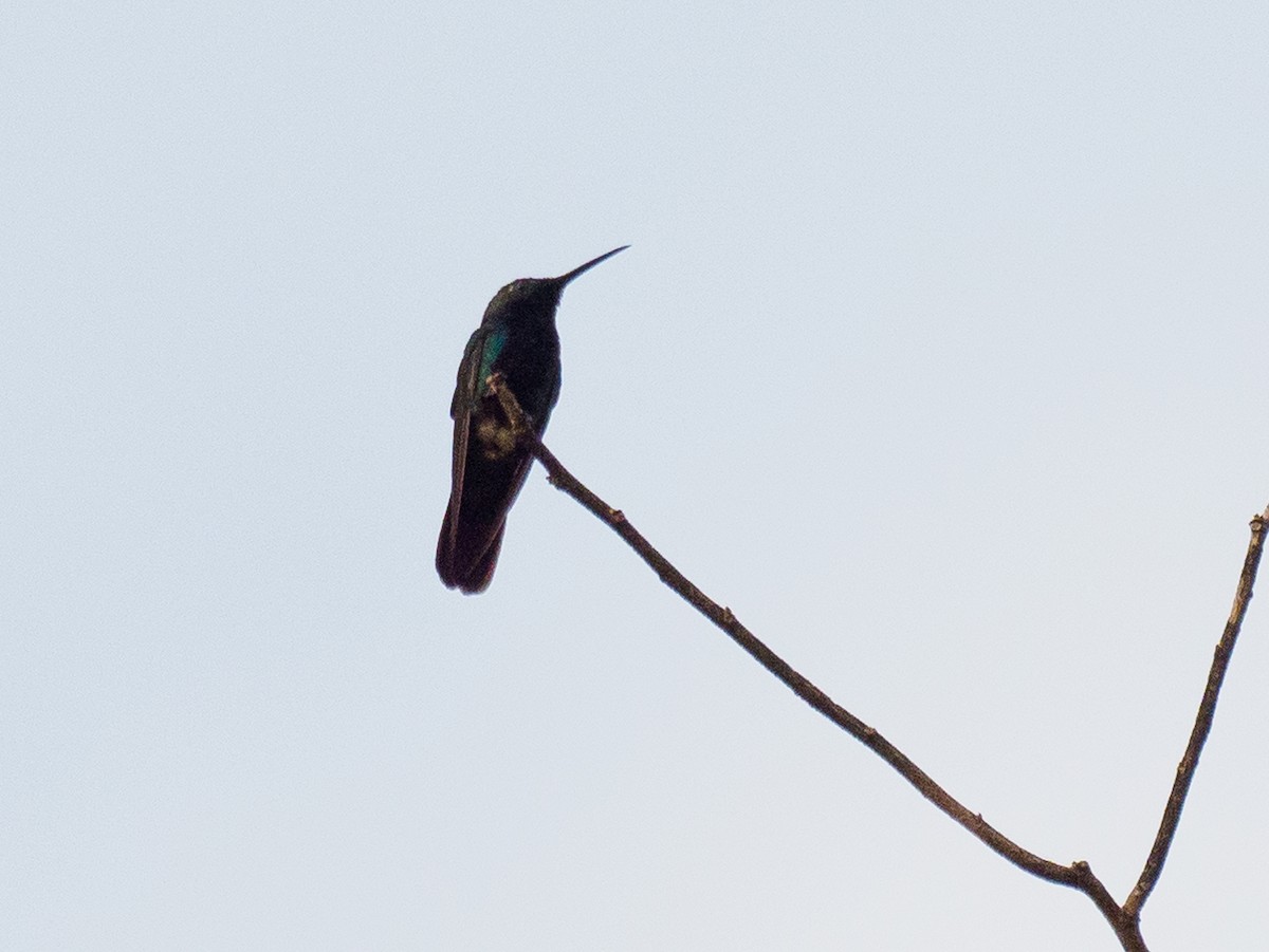 kolibřík tropický - ML617066667