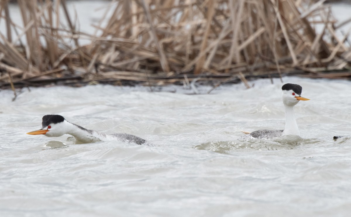 Clark's Grebe - Esther Sumner