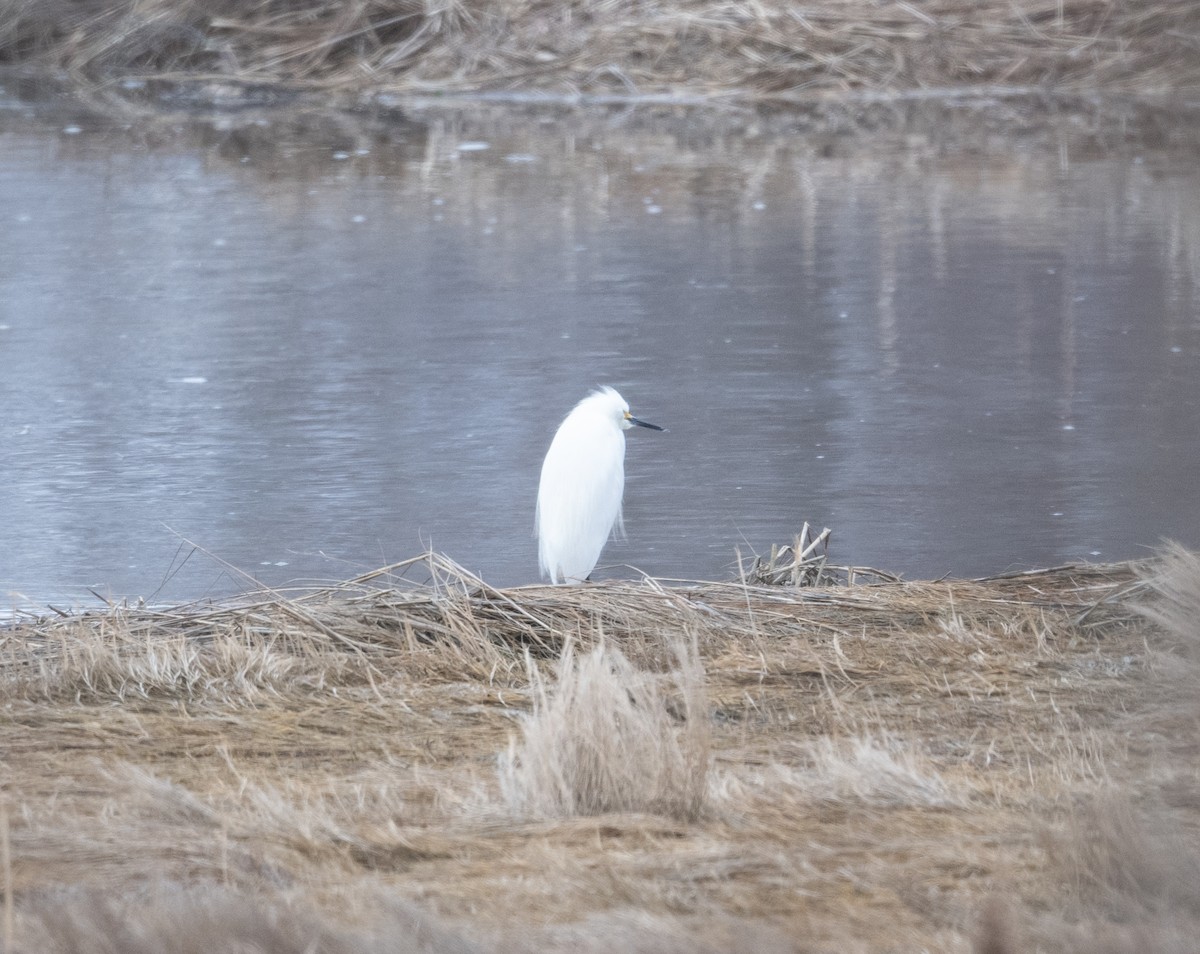 Snowy Egret - ML617066715