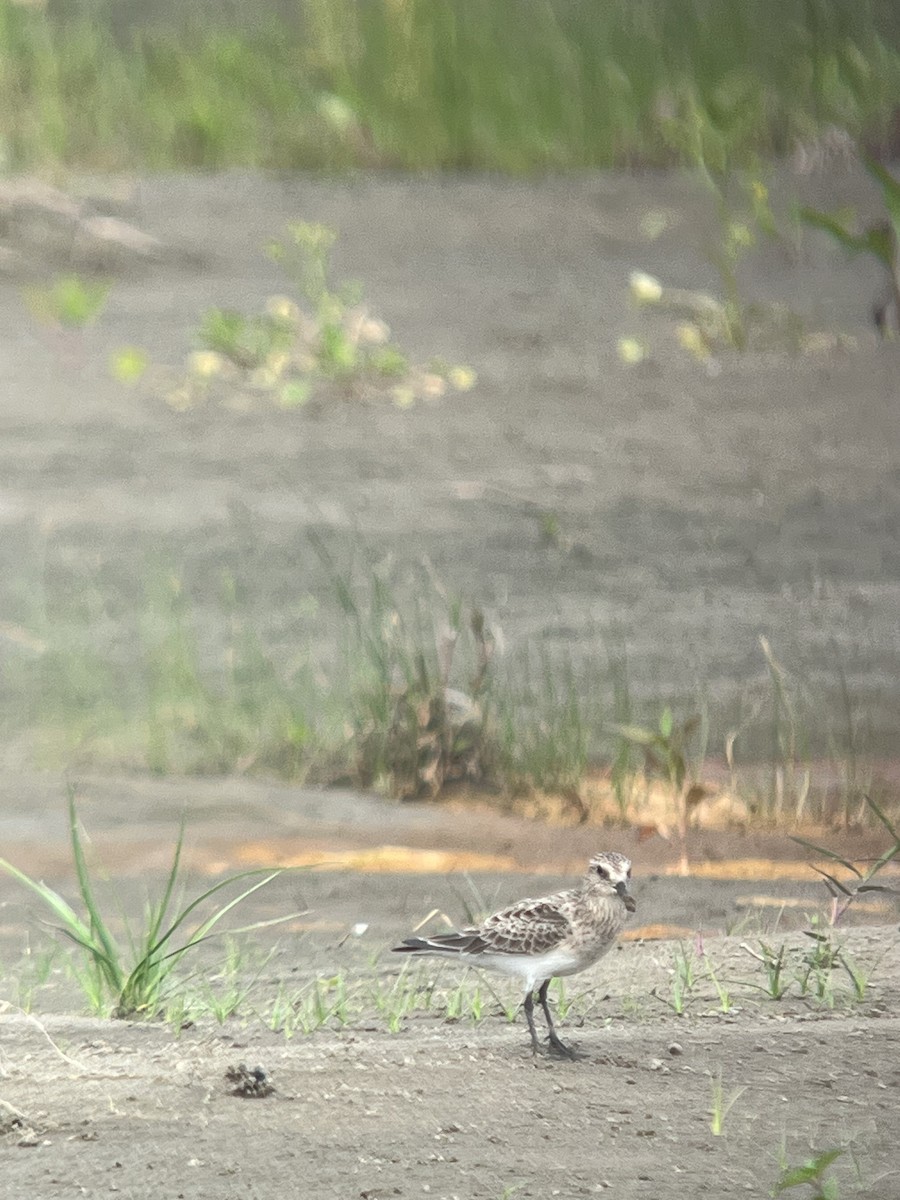 Bairdstrandläufer - ML617066739