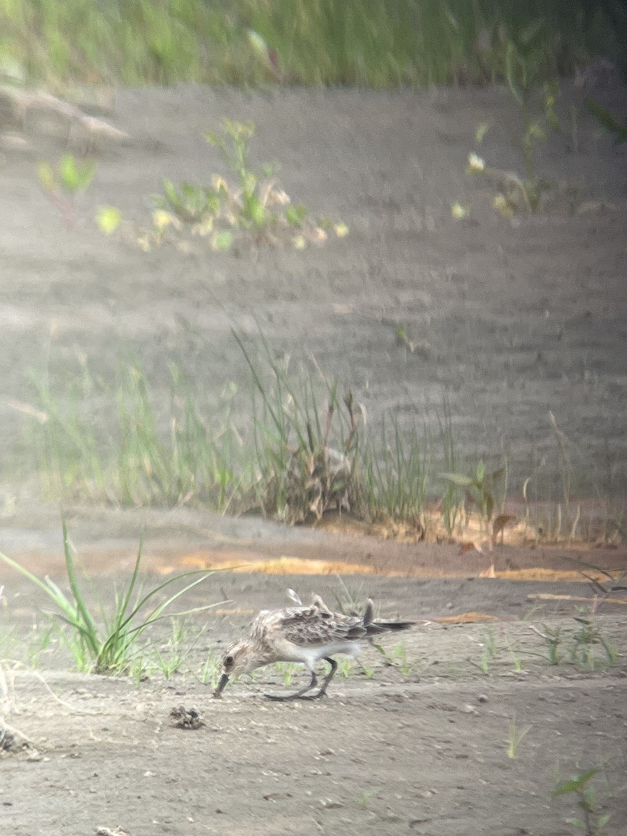 Baird's Sandpiper - ML617066741