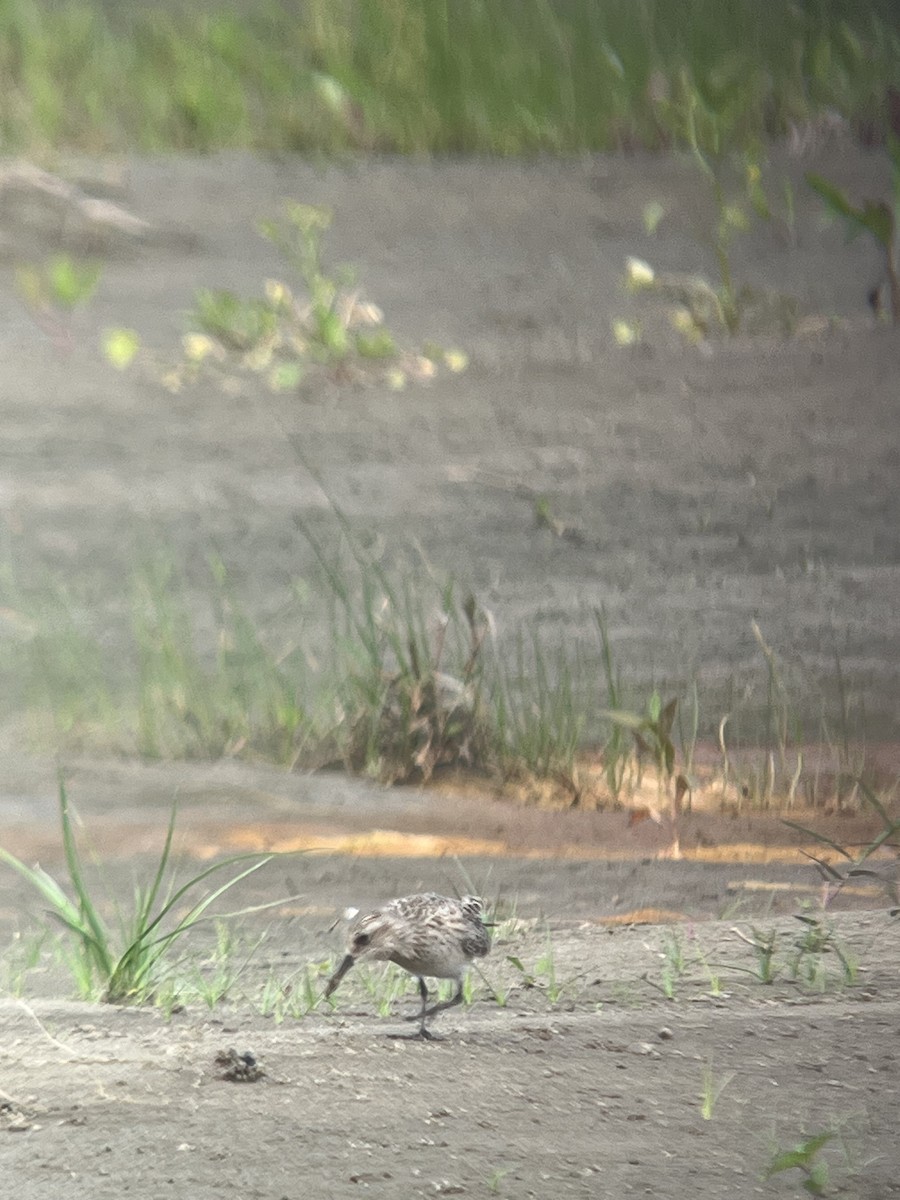 Baird's Sandpiper - Jack Rogers