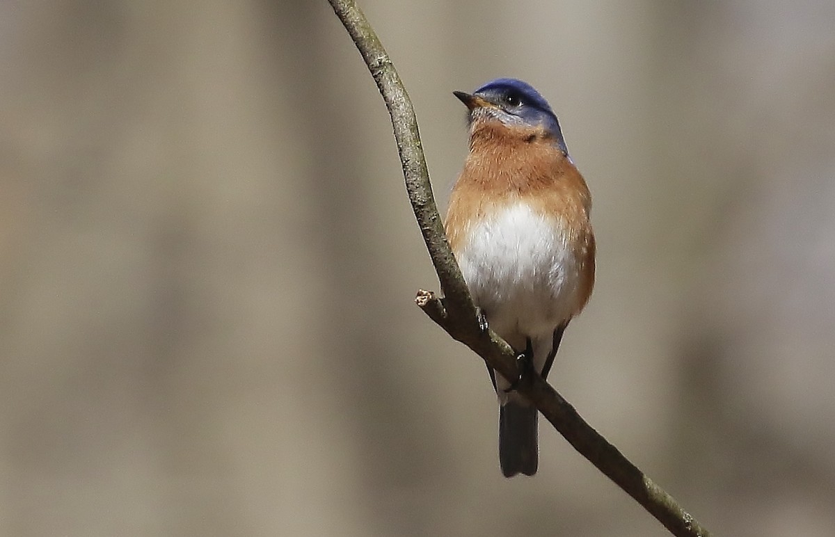 Eastern Bluebird - ML617066754