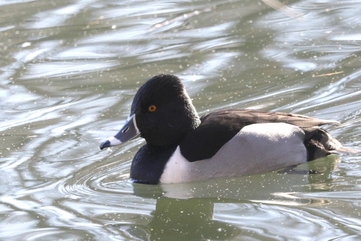 Ring-necked Duck - ML617066764