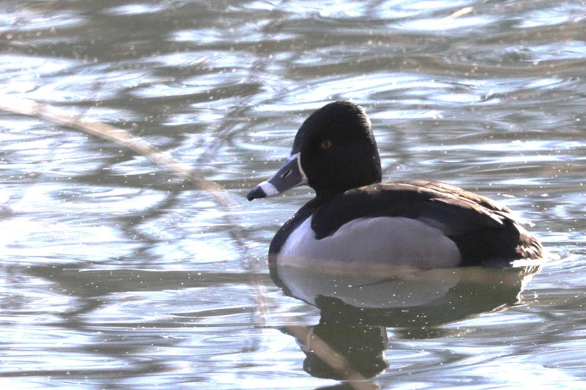 Ring-necked Duck - ML617066765
