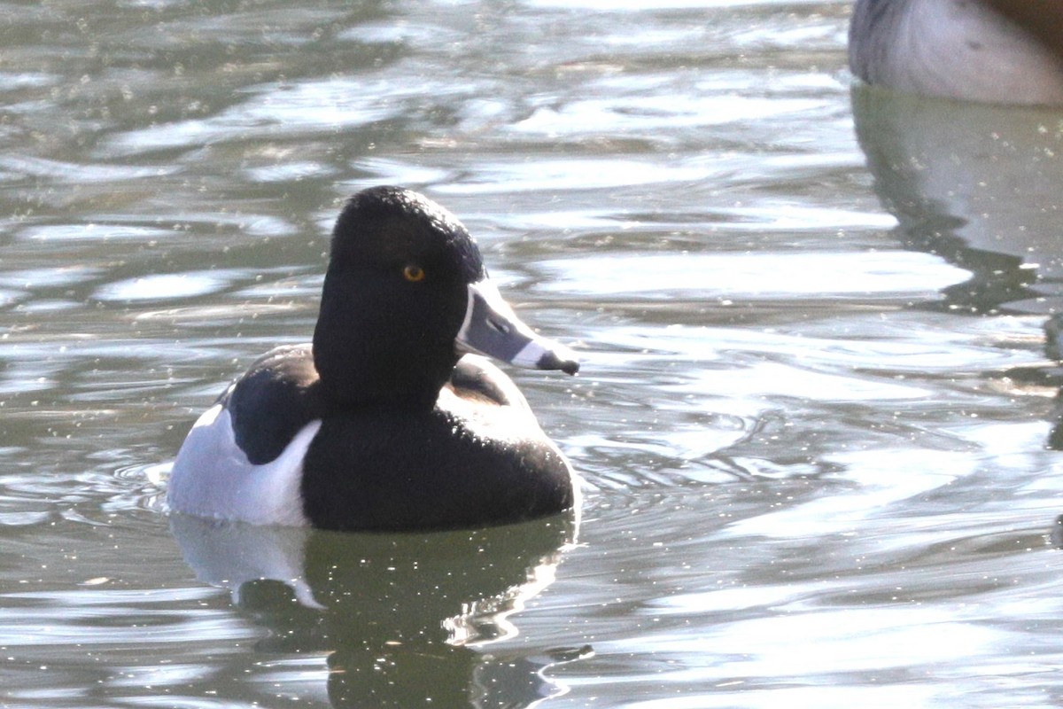 Ring-necked Duck - ML617066766