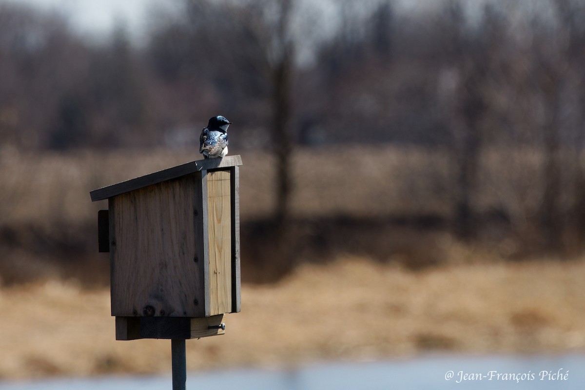 Tree Swallow - ML617066767