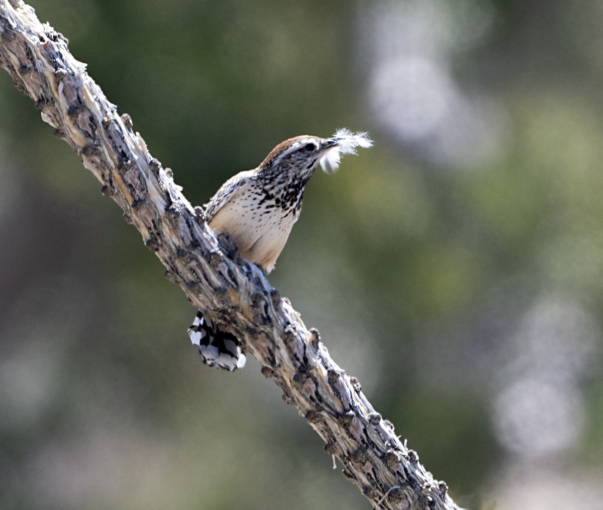 Cactus Wren - ML617066803